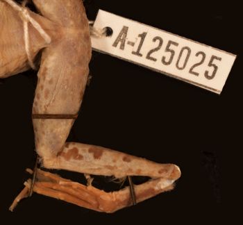 Media type: image;   Herpetology A-125025